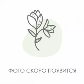 Принглс от интернет-магазина «Говорящие цветы»