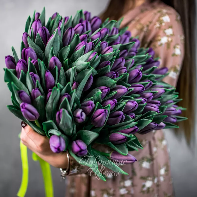 101 фиолетовый тюльпан 1